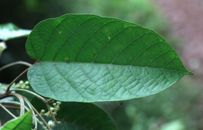 Figura 19. Planta hospedera <i>Croton billbergianus</i> (Euphorbiaceae) de <i>Fountainea chrysophana</i> (Nymphalidae), mostrando el haz de hoja de color verde. Foto: Freddy Quesada, 7 Junio 2020.