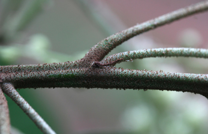 Figura 18. Planta hospedera <i>Croton billbergianus</i> (Euphorbiaceae) de <i>Fountainea chrysophana</i> (Nymphalidae), pubescencia áspera de color rojizo. Foto: Freddy Quesada, 7 Junio 2020.