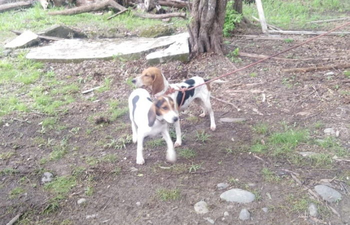 La Cueva Liberia Guanacaste  6 de junio 2020  Foto: (BCAF.PSA)