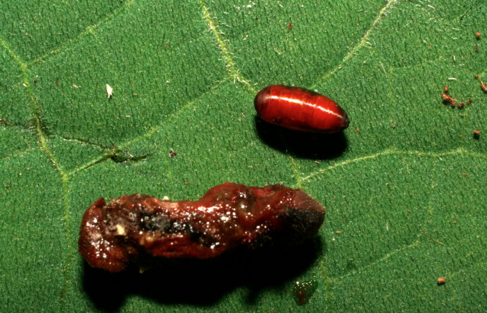 Figura 17. Pupario de Anoxynops auratusDHJ04
de la familia Tachinidae, parásito que atacan larva
de <i>Siderone galanthis</i>. (10-SRNP-32284-
DHJ477314).