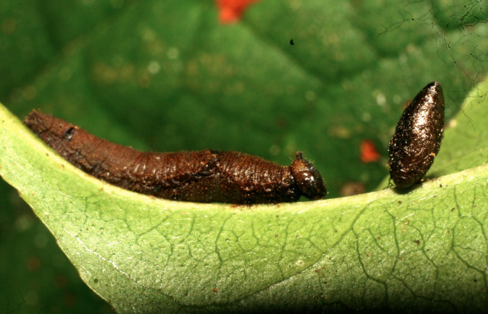 Figura 16. Capullo de Meteorus Janzen23, de la
familia Braconidae, parásito que atacan larva de
<i>Siderone galanthis</i>. (10-SRNP-32285-DHJ477317).