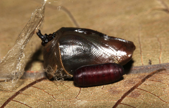 Figura 12. Detalle de exuvia Houghia fimbriata
de la familia Tachinidae, vista lateral, parásito
que salió de la pupa <i>Siderone galanthis</i>.(17-
SRNP-30441-DHJ736465).