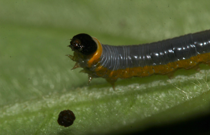 Fig. 11. Mostranto cabeza de <i>Hyposcada virginiana</i>, en penúltimo estadio. Voucher : 18-SRNP-31378-DHJ746141.jpg.