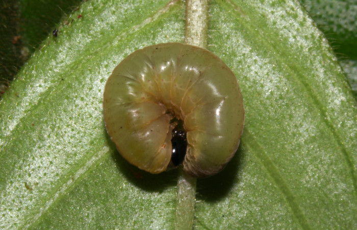 Fig.15. Prepupa de <i>Hyposcada virginiana</i>. Voucher : 18-SRNP-31378-DHJ746246.jpg.