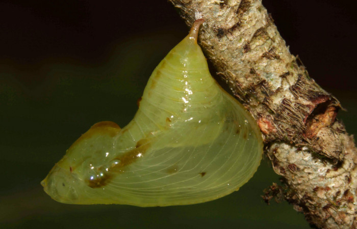 Fig.17. Pupa de <i>Hyposcada evanides</i>. Voucher : 12-SRNP-31582-DHJ700092.jpg.