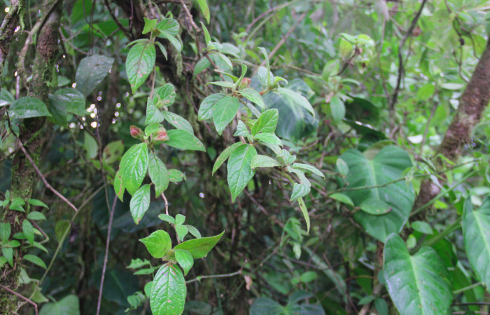 Fig.19. Mostrando hojas <i>Drymonia alloplectoides</i> (Gesneriaceae), planta hospedera de <i>Hyposcada virginiana</i>.