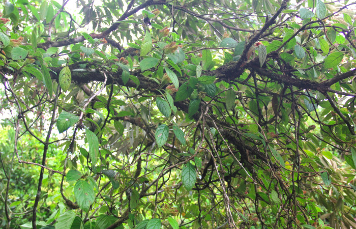 Fig.20. Planta hospedera de <i>Hyposcada virginiana</i>,  <i>Drymonia alloplectoides</i>, (Gesneriaceae). 