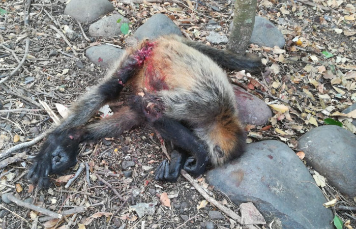 8 de marzo 2019  Sector Santa Rosa (Parque Nacional Santa Rosa)  Foto: Melissa Espinoza