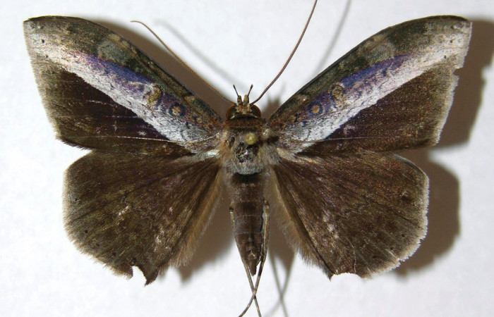 Fig.1. Hembra de <i>Hemeroblemma schausiana</i> en posición dorsal. Voucher : 13-SRNP-21150-DHJ595392.