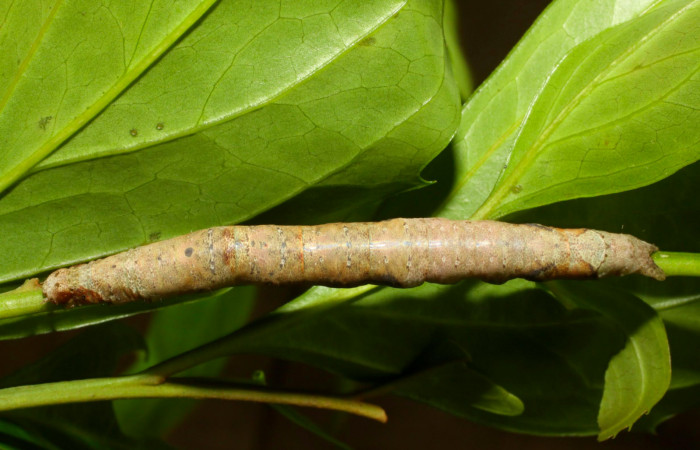 Fig.10. Larva de <i>Hemeroblemma schausian</i>a Voucher : 11-SRNP-30050-DHJ481264.jpg.