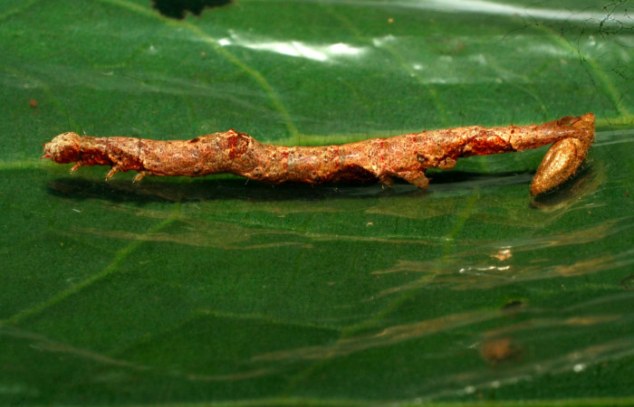 Fig.11. Larva de <i>Hemeroblemma schausiana</i> Voucher : 10-SRNP-32193-DHJ477188.jpg.