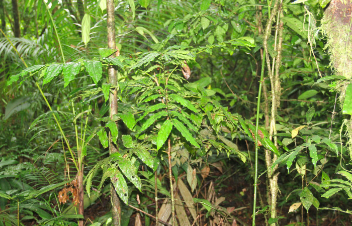 Fig.13. Planta hospedera de larva <i>Hemeroblemma schausiana</i>. <i>Roupala glaberrima</i> (Proteaceae).