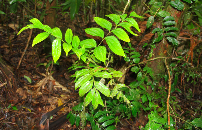 Fig.14. Planta hospedera de larva <i>Hemeroblemma schausiana</i>. <i>Roupala glaberrima</i> (Proteaceae).