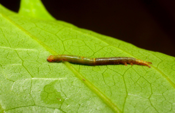 Fig.5. Larva de <i>Hemeroblemma schausiana</i> Voucher : 11-SRNP-30049-DHJ481247.jpg.
