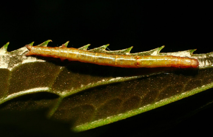 Fig.6. Larva de <i>Hemeroblemma schausiana</i> Voucher : 10-SRNP-32253-DHJ477275.jpg.