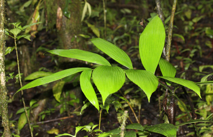 Figura 12. Hoja de <i>Zamia neurophyllidia</i>. Planta hospedera de <i>Eumaeus godartii</i>.  
