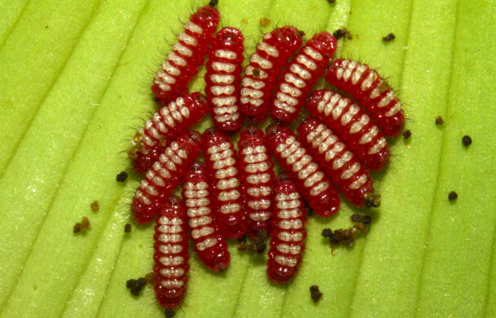 Figura 5. Larvas de <i>Eumaeus godartii</i>. Voucher: 13-SRNP-31405-DHJ701620.jpg 5mm de longitud