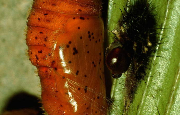 Figura 8. Pupa de <i>Eumaeus godartii</i>. Voucher: 95-SRNP-602-DHJ22010.jpg. Vista lateral