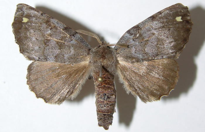 Figura 8. Adulto de <i>Olceclostera indentata</i> (Apatelodidae), hembra vista dorsal, localidad Río Blanco Abajo, Sector San Cristóbal ACG (500m). Voucher: 04-SRNP-60670-DHJ338398.jpg.