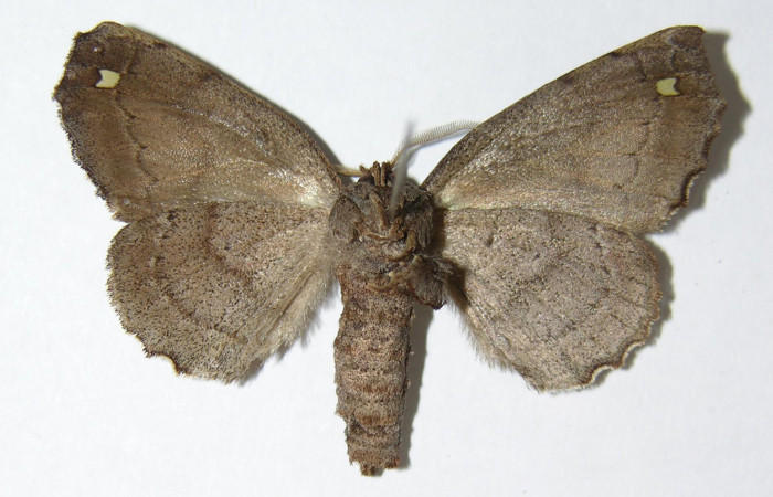 Figura 9. Adulto de <i>Olceclostera indentata</i> (Apatelodidae), hembra vista ventral, localidad Río Blanco Abajo, Sector San Cristóbal ACG (500m). Voucher: 04-SRNP-60670-DHJ338399.jpg.