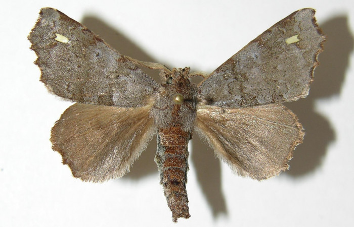 Figura 10. Adulto de <i>Olceclostera indentata</i> (Apatelodidae), macho vista dorsal, localidad Sendero Memos, Sector Pitilla ACG (740m). Voucher: 05-SRNP-30025-DHJ338406.jpg.