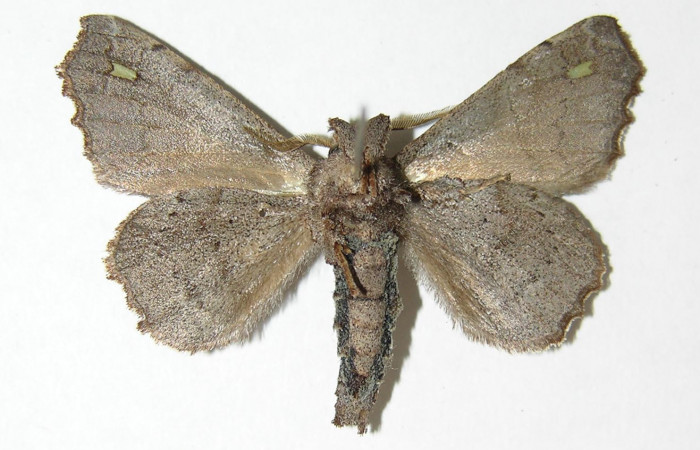 Figura 11. Adulto de <i>Olceclostera indentata</i> (Apatelodidae), macho vista ventral, localidad Sendero Sendero Memos, Sector Pitilla ACG (740m). Voucher: 05-SRNP-30025-DHJ338407.jpg.