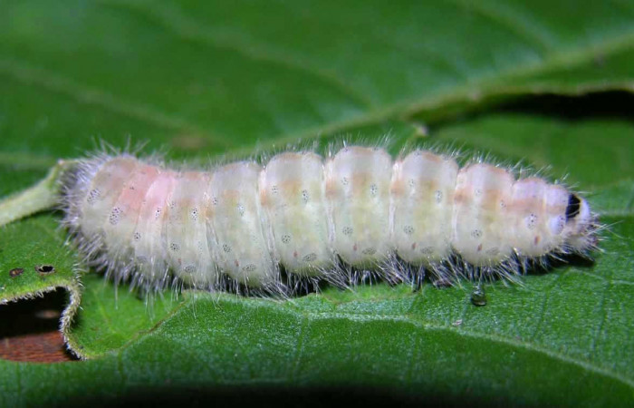Figura 5. Prepupa de <i>Olceclostera</i> Janzen02 (Apatelodidae) vista lateral, localidad Colocho, Sector Pitilla ACG (375m). Voucher: 05-SRNP-33181-DHJ405424.jpg.