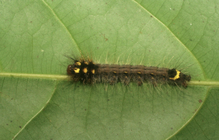 Figura 2. Larva <i>Olceclostera indentata</i> (Apatelodidae), tercer estadío (PPU) vista dorsal, localidad Río Blanco Abajo, Sector Rincón Rain Forest ACG (500m). Voucher: 08-SRNP-5110-DHJ444651.jpg.