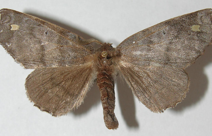 Figura 1. Adulto de <i>Olceclostera indentata</i> (Apatelodidae), vista dorsal, localidad Pasmompa, Sector Pitilla ACG (440m). Voucher: 11-SRNP-30236-DHJ548298.jpg.