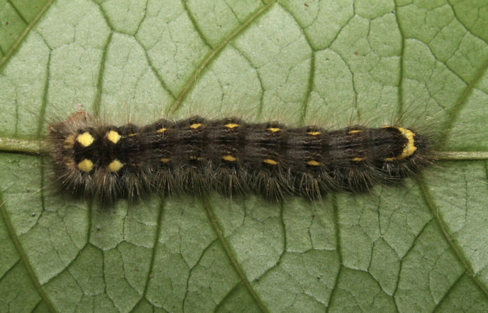 Figura 4. Larva <i>Olceclostera indentata</i> (Apatelodidae), último estadío (U) vista dorsal, localidad Sendero Anonas, Sector Rincón Rain Forest ACG (405m). Voucher: 13-SRNP-43441-DHJ708267.jpg.