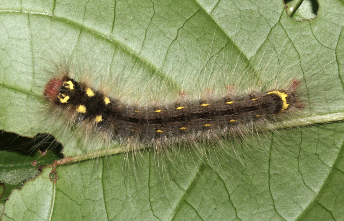 Figura 3. Larva <i>Olceclostera indentata</i> (Apatelodidae), penúltimo estadío (PU) vista dorsal, localidad Pasmompa, Sector Pitilla ACG (440m). Voucher: 18-SRNP-30766-DHJ744133.jpg.