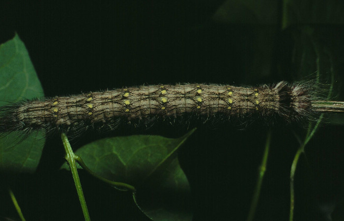 Figura 22. Larva <i>Olceclostera bifenestrata</i> (Apatelodidae), último estadío (U) vista dorsal, localidad Area Administrativa, Sector Santa Rosa ACG (405m). Voucher: 90-SRNP-695-DHJ12525.jpg.