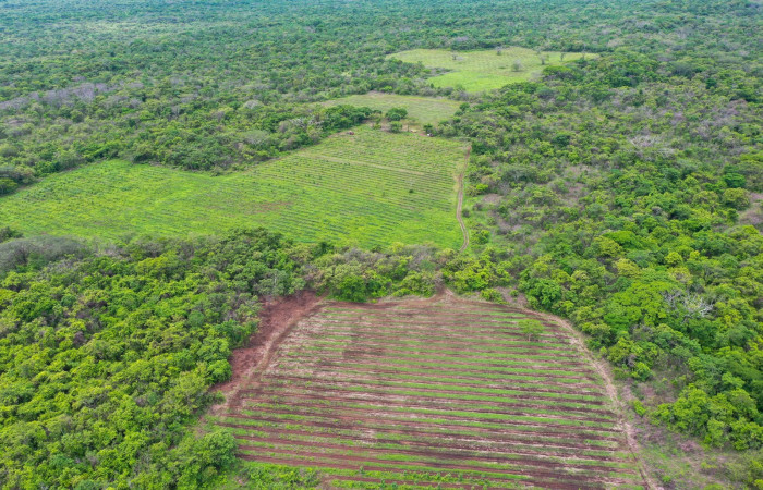 Día del árbol  15 de junio 2020  Foto: Programa Restauración y Silvicultura