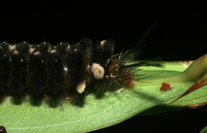 Fig. 8 Larva <i>Gymnelia jansonis</i>, mostrando la parte trasera. Voucher: 08-SRNP-22894-DHJ445360.jpg.