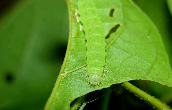 Fig.3 Larva <i>Antiblemma</i> Poole24 en penúltimo estadío mostrando la parte frontal. Voucher: 05-SRNP-33952-DHJ423334.jpg
