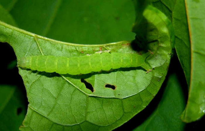 Fig.4 Larva <i>Antiblemma</i> Poole24 en penúltimo estadío mostrando la parte lateral. Voucher:  05-SRNP-33952-DHJ423332.jpg