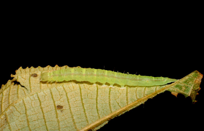 Fig.5 Larva <i>Antiblemma ceras</i> en último estadío mostrando la parte lateral. comparaciones de especies.  Voucher: 09-SRNP-30053-DHJ450809.JPG