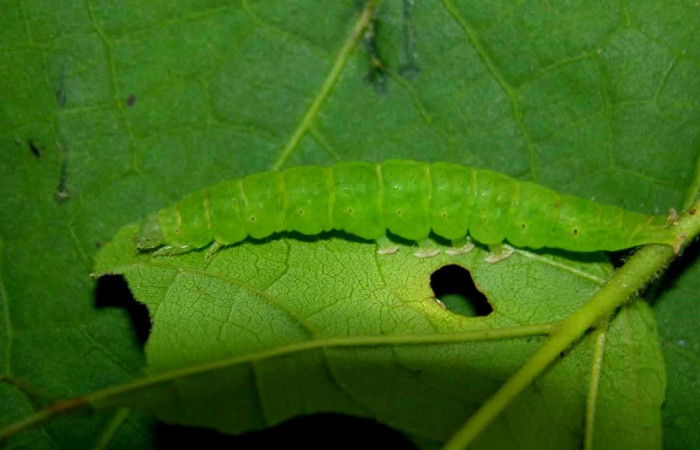 Fig.2 Larva <i>Antiblemma</i> Poole24 en penúltimo estadío mostrando la parte propatas.  Voucher: 05-SRNP-33952-DHJ423335.jpg