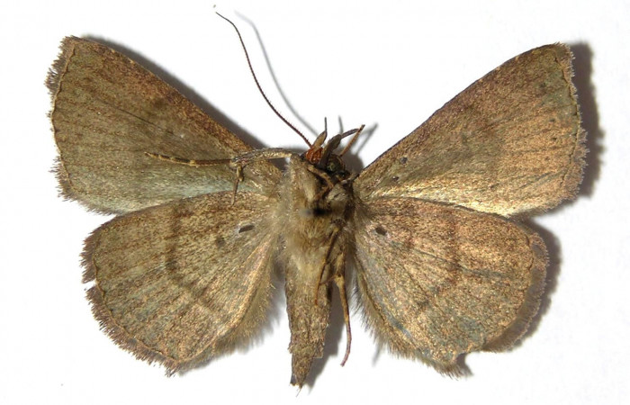 Fig.7 Adulto <i>Antiblemma</i> Poole24  ventral. Voucher: 05-SRNP-33952-DHJ328575.jpg