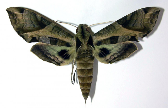 Fig. 01. Adulto de <i>Eumorpha megaeacus</i> (Sphingidae), macho, vista dorsal, 102mm de envergadura. Voucher: 01-SRNP-10483-DHJ95160.jpg.