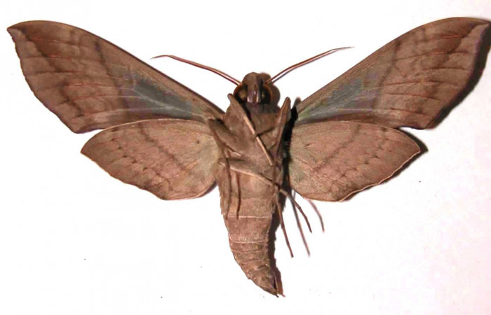 Fig. 02. Adulto de <i>Eumorpha megaeacus</i> (Sphingidae), macho, vista vetral, 93mm de envergadura. Voucher: 02-SRNP-15399-DHJ35531.jpg.