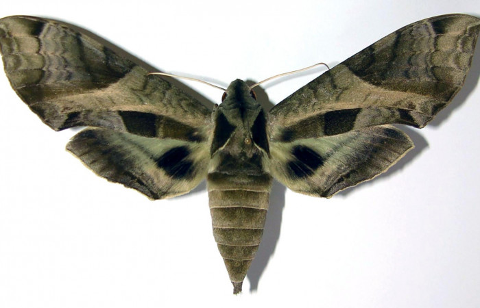 Fig. 03. Adulto de <i>Eumorpha megaeacus</i> (Sphingidae), hembra, vista dorsal, 114mm de envergadura. Voucher: 00-SRNP-87-DHJ95170.jpg.