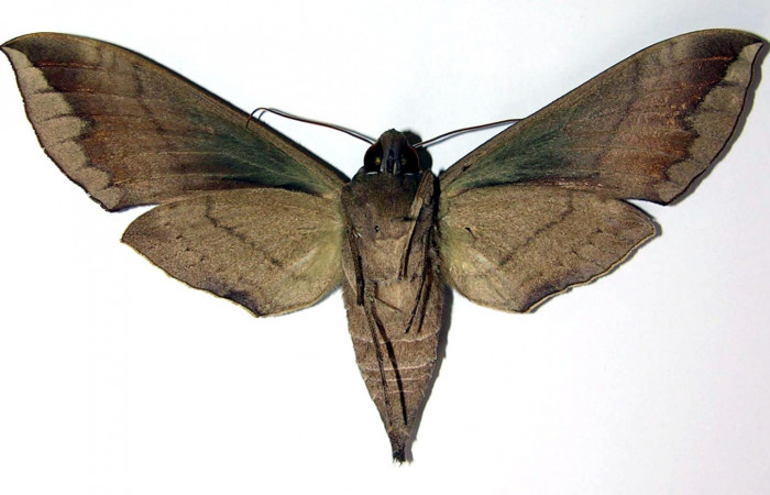 Fig. 04. Adulto de <i>Eumorpha megaeacus</i> (Sphingidae), hembra, vista ventral, 114mm de envergadura. Voucher: 00-SRNP-87-DHJ95171.jpg.