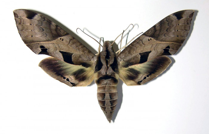 Fig. 05. Adulto de <i>Eumorpha satellitia</i> (Sphingidae), macho, vista dorsal, 112mm de envergadura. Voucher: INBIOCRI002792490-DHJ38619.jpg