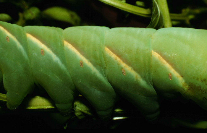 Fig. 10. Larva <i>Eumorpha megaeacus</i> (Sphingidae), último estadío, vista lateral central, 62mm de longitud. Voucher: 98-SRNP-6664-DHJ45999.jpg.