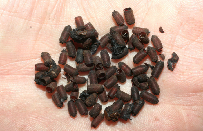 Fig. 11. Mudas o restos de Puparios de <i>Drino piceiventris</i> Tachinidae, parásitos que salieron del último estadío de larva de <i>Eumorpha megaeacus</i> (Sphingidae). Voucher: 07-SRNP-65169-DHJ462138.jpg.