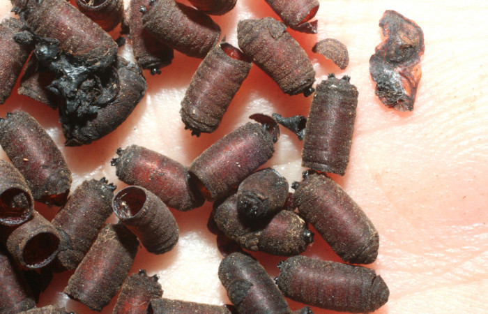 Fig. 12. Puparios de <i>Drino piceiventris</i> Tachinidae, mostrando la ruptura por donde sale la mosca adulta. Voucher: 07-SRNP-65169-DHJ462139.jpg.