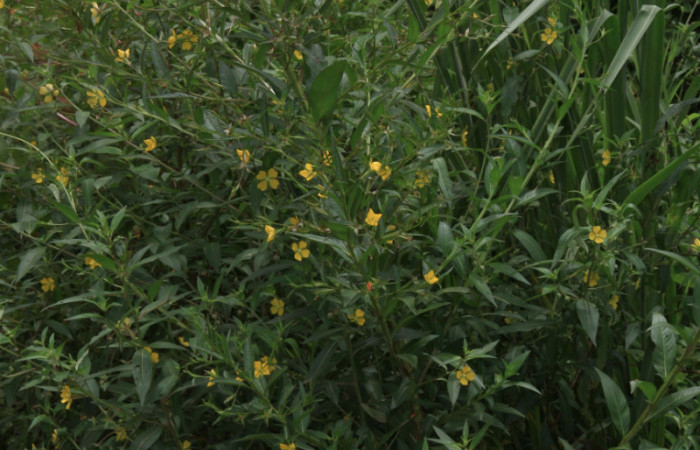 Fig. 13. Ludwigia octovalvis (Onagraceae), planta de crecimiento herbaceo en lugares inclusive encharcados, planta hospedera de Eumorpha megaeacus (Sphingidae).