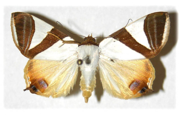 Fig. 3 Adulto <i>Eulepidotis rectimargo</i> mostrando la parte dorsal. Voucher: 03-SRNP-13102-DHJ313984.