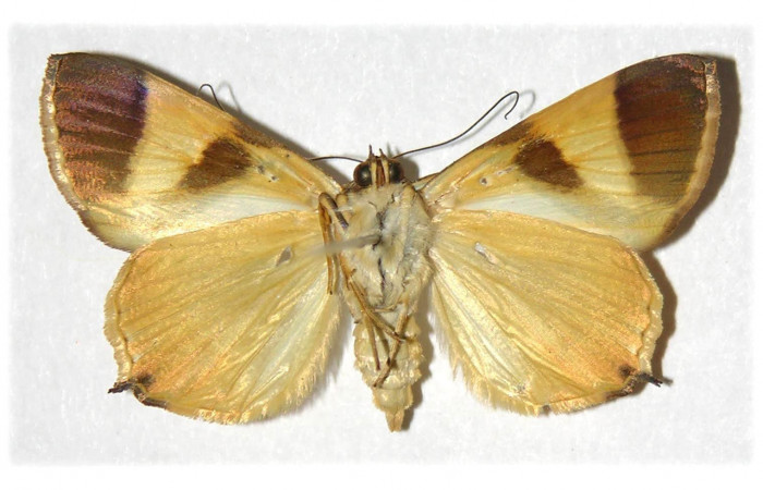  Fig. 4 Adulto <i>Eulepidotis rectimargo</i> mostrando la parte ventral. Voucher: 03-SRNP-13102-DHJ313985.